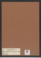 Eupodiscus radiatus Bail. (de-Toni-Nr.: Genus 177, Species 4472) Zeichnungen Sammlung Grunow Mappe 04393 (Herbarium_W_Grunow_drawings_Folder_04393)